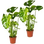 Lot de 2 - monstera deliciosa - plante � trous - d�polluante - facile � entretenir - 50 - 60 cm de haut ...