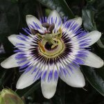 Lot de 2 - passiflora caerulea - fleur de la passion - bleu & blanc - plantes grimpantes - plantes de ... Lot de 2 - passiflora caerulea - fleur de la passion - bleu & blanc - plantes grimpantes - plantes de ...