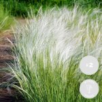 Lot de 2 - stipa tenuissima ponytails - herbe aux cheveux d'ange - herbe ornementale - plantes de jardin ... Lot de 2 - stipa tenuissima ponytails - herbe aux cheveux d'ange - herbe ornementale - plantes de jardin ...
