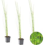 Lot de 3 - equisetum japonicum - prle du japon - plantes de bassin - plantes aquatiques - rustique - ...