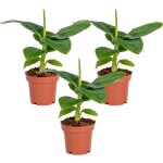 Lot de 3 - musa dwarf cavendish - bananier nain - plantes d'int�rieur - d�polluantes - sans danger pour ...