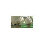 Lot de 6 sacs housses d'hivernage pour plantes en toile de jute Lot de 6 sacs housses d'hivernage pour plantes en toile de jute