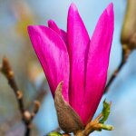 P�pini�res naudet ? magnolia 'susan' ? arbuste caduc 3 - 5m ? fleurs roses parfum�es ? exposition soleil ...