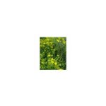 Millepertuis ( hypericum perforatum ) - 0, 1g