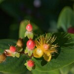 P�pini�res naudet - millepertuis magical � beauty 'kolmbeau' (hypericum x inodorum kolmbeau' magical ...