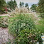 Miscanthus, roseau de chine adagio / godet