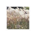 Miscanthus, roseau de chine malepartus / lot de 5 godets