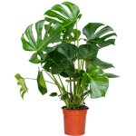Monstera deliciosa - plante � trous - plantes d'int�rieur - d�polluante - entretien facile - hauteur ...