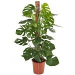 Plante à trous - monstera deliciosa - hauteur 120 - 130cm - ?24cm Plante à trous - monstera deliciosa - hauteur 120 - 130cm - ?24cm