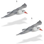 Mouette épouvantail, lot de 2, volante, à suspendre, effaroucheur oiseaux décoratif, jardin balcon terrasse, ... Mouette épouvantail, lot de 2, volante, à suspendre, effaroucheur oiseaux décoratif, jardin balcon terrasse, ...