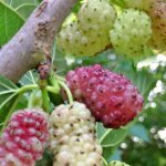 Vivaio garden forest ? m�rier sanguin morus ? arbre fruitier � fruits sucr�s ? hauteur � maturit� 15 ...