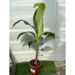 Vivaio garden forest - musa basjoo sakhalin (m. japonica) banane japonaise - photo réelle arbre plante ... Vivaio garden forest - musa basjoo sakhalin (m. japonica) banane japonaise - photo réelle arbre plante ...