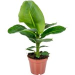 Musa dwarf cavendish - bananier d'int�rieur - plante d'int�rieur - d�polluante - sans danger pour les ...