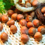 Noisetier g�ante des halles / pot de 5l