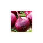 Oignon rouge red baron - 250 g - graines