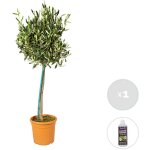 Olea europaea - olivier sur tige - plantes de jardin - r�sistant au gel - engrais inclus - 80 - 100 cm ...