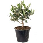 Olea europaea - olivier - arbuste d'olivier - plantes de jardin - rustique - hauteur 30 - 40 cm - pot ... Olea europaea - olivier - arbuste d'olivier - plantes de jardin - rustique - hauteur 30 - 40 cm - pot ...