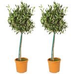 Olea europaea - olivier sur tige - plantes de jardin - résistant au gel - 80 - 100 cm de haut - pot 19 ... Olea europaea - olivier sur tige - plantes de jardin - résistant au gel - 80 - 100 cm de haut - pot 19 ...