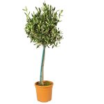 Olea europaea - olivier sur tige - plantes de jardin - r�sistant au gel - 80 - 100 cm de haut - pot 19 ...