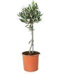 Olea europaea - olivier sur tige - plantes de jardin - rustique - hauteur 30 - 40 cm - pot 14 cm - bloomique ... Olea europaea - olivier sur tige - plantes de jardin - rustique - hauteur 30 - 40 cm - pot 14 cm - bloomique ...