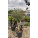 Olea europea (olivier) - plante arbre pot 45 h 180 cm photos relles