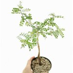 Operculicarya decaryi arbre � �l�phant, jabily vase 17 plante photos royales