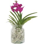 Orchid�e - vanda 'cerise' - hauteur 40 - 50cm - ?14cm