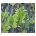Orion - filet anti - grle 10x10m - 56g - avec connecteurs pont