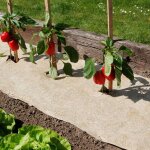 Nortene - paillage naturel 75 x 500 cm - pour jardin et potager 100% biodgradable - 500 g / m2