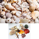 Paquet de vraies coquillages d�corations d'aquarium meubles