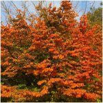 Parrotia persica 'bella' ? arbre ornemental caduc ? hauteur � maturit� 8m ? feuillage rouge pourpr� au ...