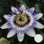 Bloomique - passiflora caerulea - fleur de la passion - bleue & blanche - grimpante - plante de jardin ...