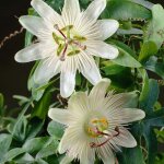 Passiflora 'constance elliott' - fleur de la passion - blanche - plantes grimpantes - plantes de jardin ... Passiflora 'constance elliott' - fleur de la passion - blanche - plantes grimpantes - plantes de jardin ...