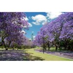 Paulownia tomentosa paulonia pot 16cm h 80cm photos r�elles