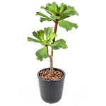 Pegane - plante artificielle haute gamme sp�cial ext�rieur / succulent artificielle - dim : 50 x 25 cm ...