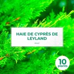 Ppinires naudet - 10 cyprs de leyland (cupressocyparis leylandii) - haie de cyprs de leyland