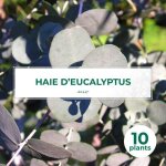 P�pini�res naudet ? lot de 10 eucalyptus gunnii ? haie persistante de plus de 5m ? feuillage elliptique ...