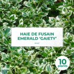 10 fusains emerald 'gaiety' (euonymus fortunei 'gaeity') - haie fusain gaiety 10 fusains emerald 'gaiety' (euonymus fortunei 'gaeity') - haie fusain gaiety