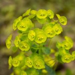 P�pini�res naudet ? 3 euphorbes des bois 'robbiae' ? hauteur 31 - 60 cm ? exposition ombre ? couvre - ...