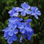 P�pini�res naudet ? 3 phlox 'blue boy' ? plante grimpante parfum�e ? fleurs bleues de juin � septembre ...