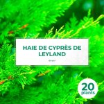 Ppinires naudet - haie de cyprs de leyland (cupressocyparis leylandii) - 20 arbustes