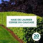 20 lauriers cerise du caucase (prunus laurocerasus caucasica) - haie de laurier cerise du caucase