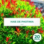 P�pini�res naudet - 20 photinias (photinia fraseri 'red robin') - haie de photinia