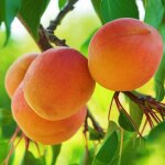 P�pini�res naudet ? abricotier 'pr�coce de saumur' ? arbre fruitier � hauteur � maturit� 3m ? exposition ...