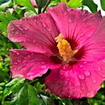 P�pini�res naudet ? hibiscus syriacus 'pink giant' ? arbuste caduc 1 - 2m ? fleurs roses en �t� ? r�sistant ...