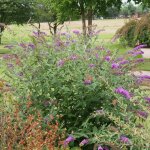 Ppinires naudet - arbre aux papillons 'nanho purple' (buddleja davidii 'nanho purple')