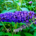 Ppinires naudet - arbre aux papillons 'empire blue' (buddleja davidii 'empire blue')