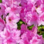 P�pini�res naudet ? rhododendron du japon 'purple splendor' ? arbuste � fleurs pourpres ? hauteur � maturit� ...
