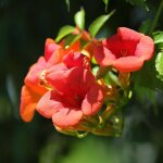 Bignone 'stromboli' (campsis 'stromboli')