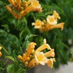 Ppinires naudet - bignone 'yellow trumpet' (campsis 'yellow trumpet')